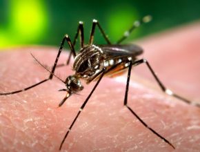 Stay Safe From Dengue With These Precautions
