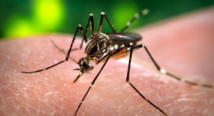 Stay Safe From Dengue With These Precautions
