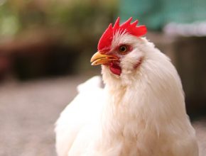 broiler chicken