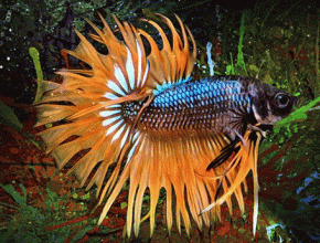 Betta Fish