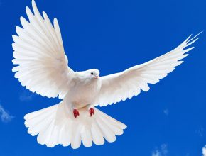 dove bird