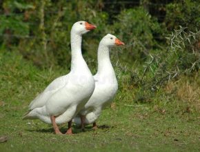 goose bird