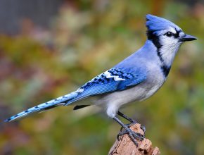 Blue Jay