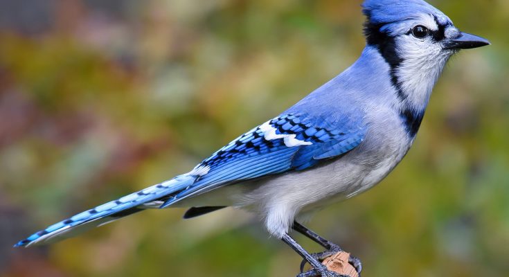 Blue Jay