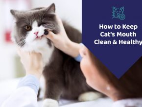 Cat Dental Treats
