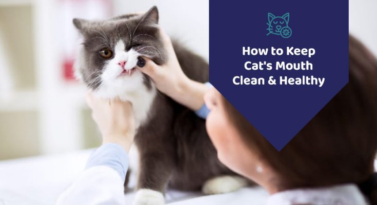 Cat Dental Treats
