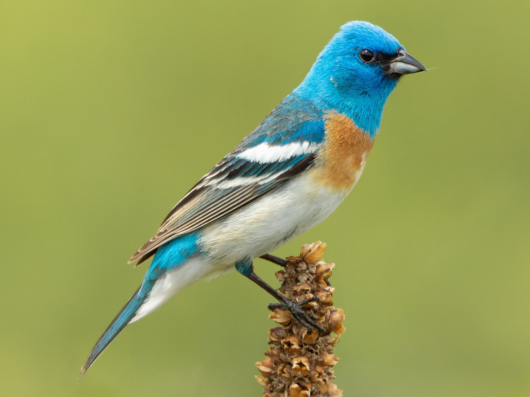 Lazuli Bunting