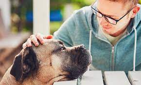 Dog Health and wellbeing