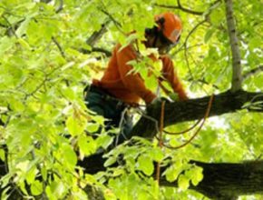 Professional Tree Services In Wilmington, NC